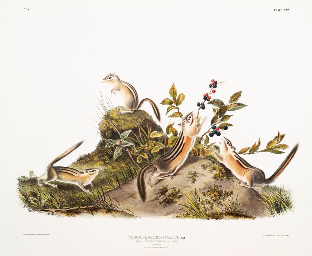 Four-striped Ground Squirrel (Tamias quadrivitatus) from the viviparous quadrupeds of North America (1845) illustrated by…
