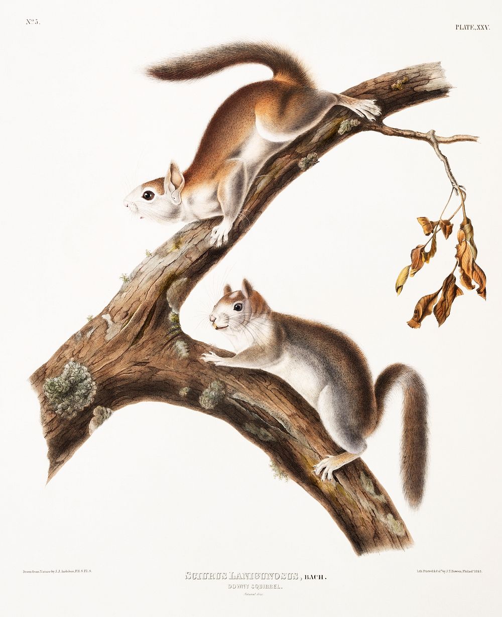 Downy Squirrel (Sciurus Lanigunosus) from the viviparous quadrupeds of North America (1845) illustrated by John Woodhouse…
