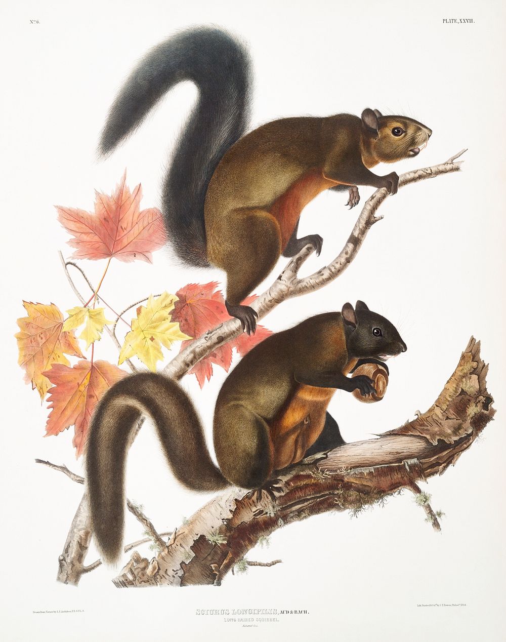 Long-haired Squirrel (Sciurus longipilis) from the viviparous quadrupeds of North America (1845) illustrated by John…