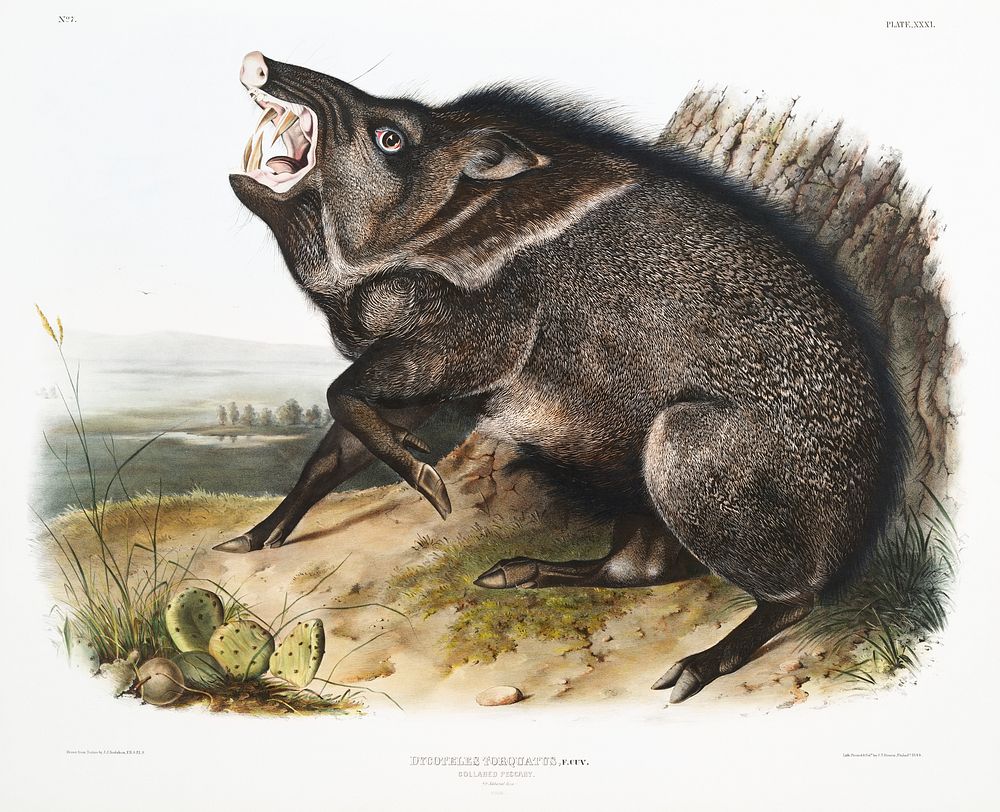 Collared Peccary (Dycoteles torquatus) from the viviparous quadrupeds of North America (1845) illustrated by John Woodhouse…