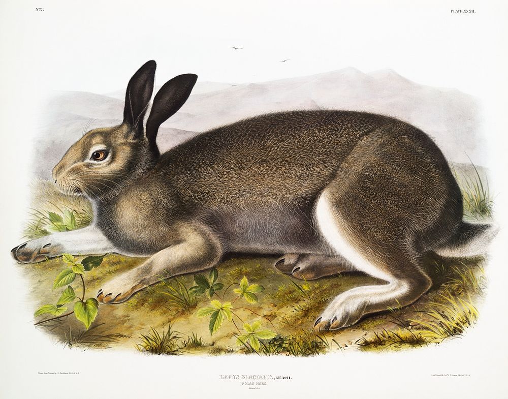 Polar Hare (Lepus glacialis) from the viviparous quadrupeds of North America (1845) illustrated by John Woodhouse Audubon…