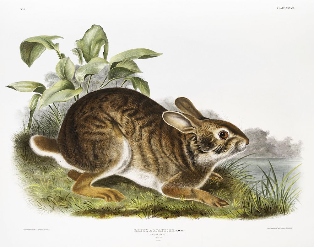 Swamp Hare (Lepus aquaticus) from the viviparous quadrupeds of North America (1845) illustrated by John Woodhouse Audubon…