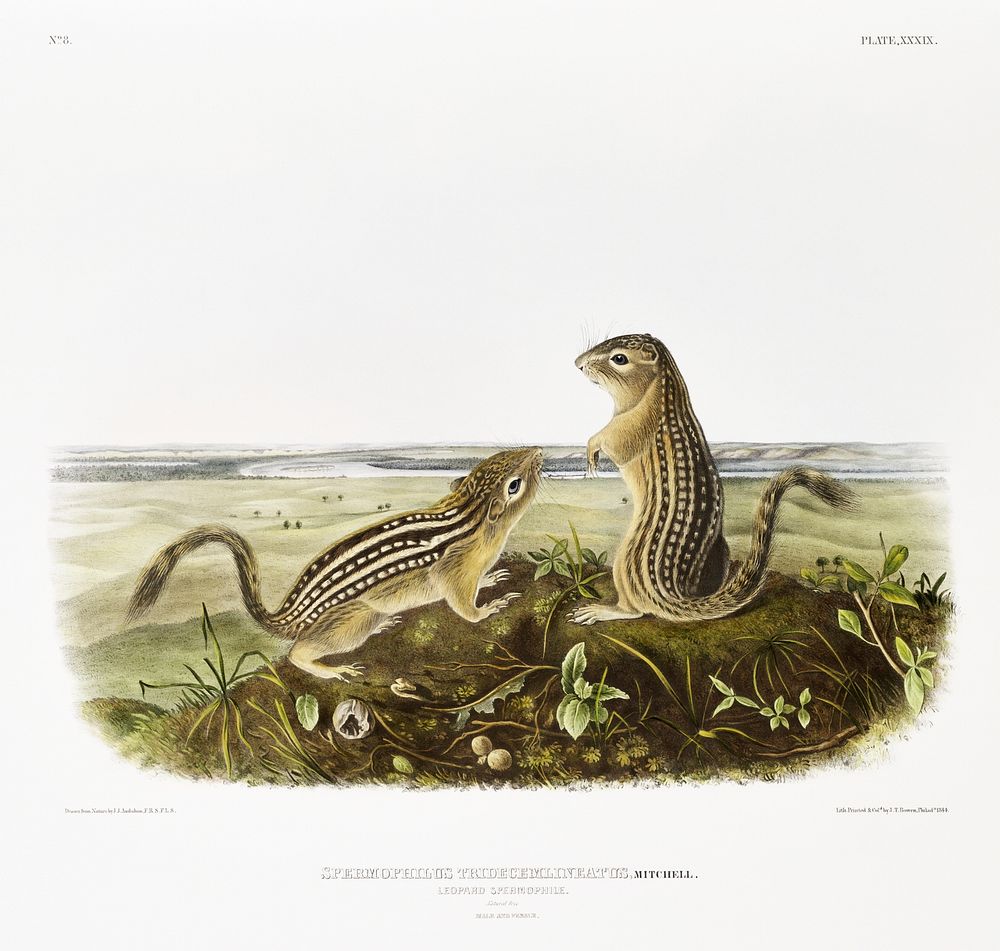 Leopard Spermophile (Spermophilus tridecemlineatus) from the viviparous quadrupeds of North America (1845) illustrated by…