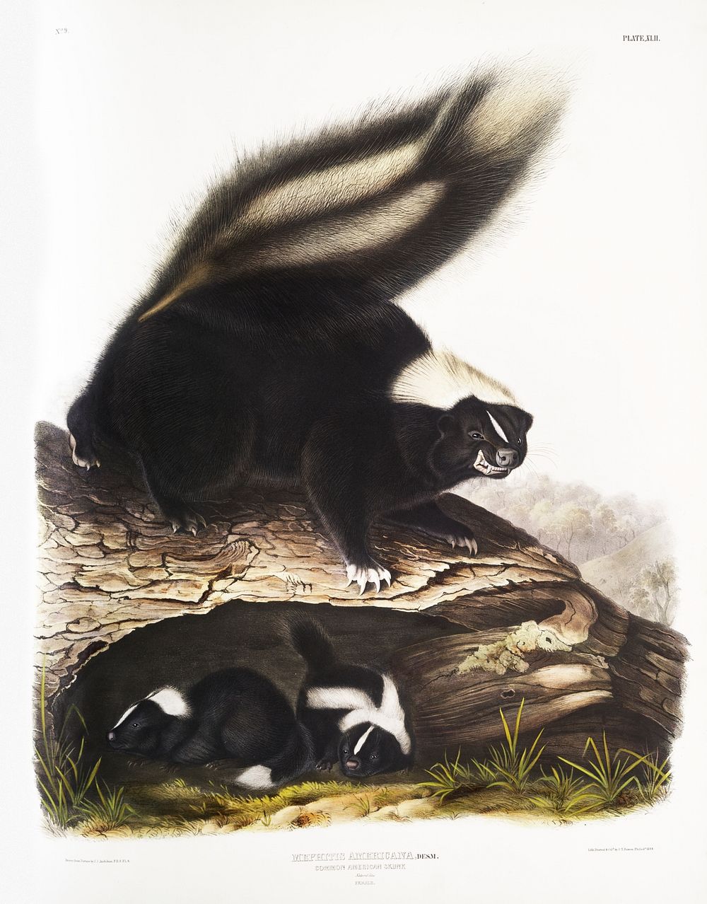 American Skunk (Mephitis Americana) from the viviparous quadrupeds of North America (1845) illustrated by John Woodhouse…
