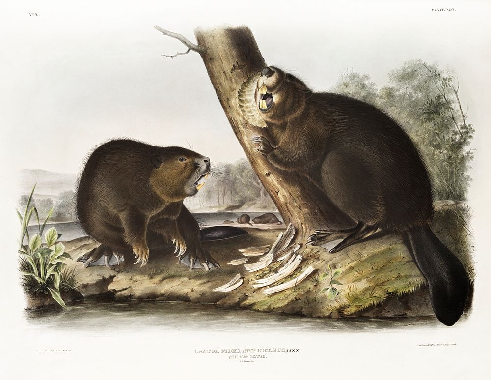 American Beaver (Castor fiber Americanus) from the viviparous quadrupeds of North America (1845) illustrated by John…