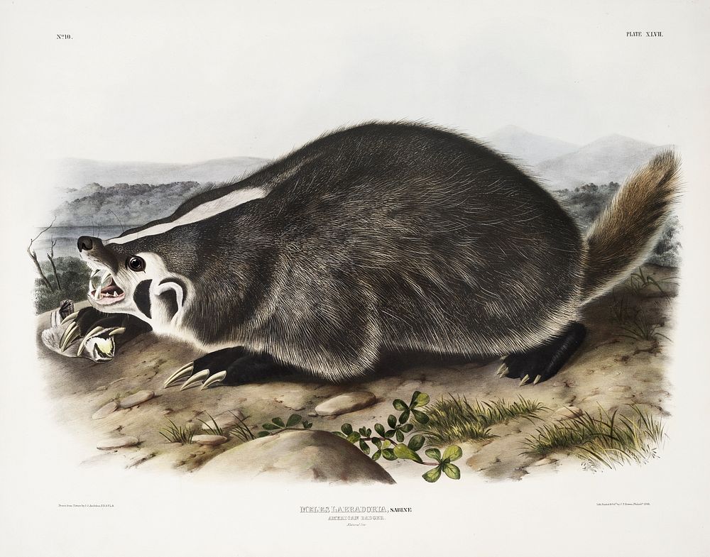 American Badger (Meles Labradoria) from the viviparous quadrupeds of North America (1845) illustrated by John Woodhouse…