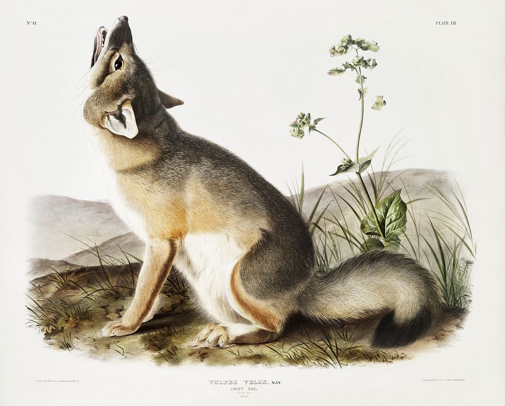 Swift Fox (Vulpes velox) from the viviparous quadrupeds of North America (1845) illustrated by John Woodhouse Audubon (1812…