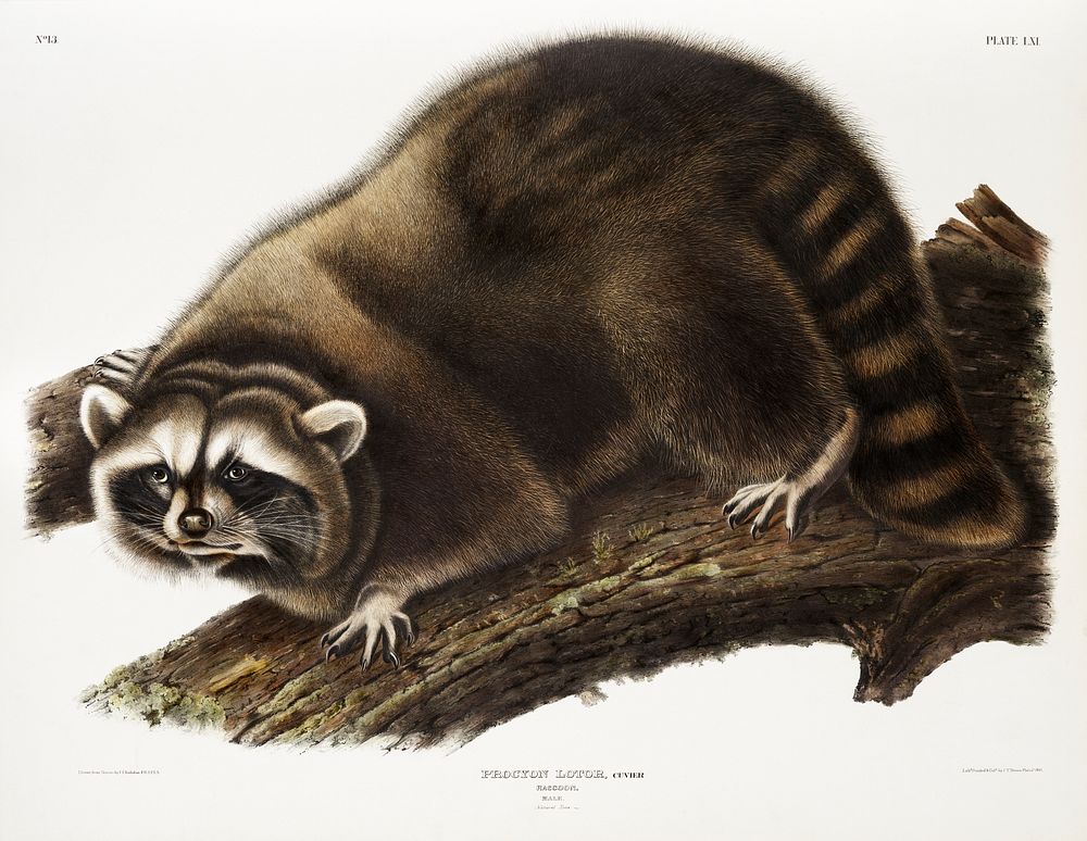 Raccoon (Procyon lotor) from the viviparous quadrupeds of North America (1845) illustrated by John Woodhouse Audubon (1812…