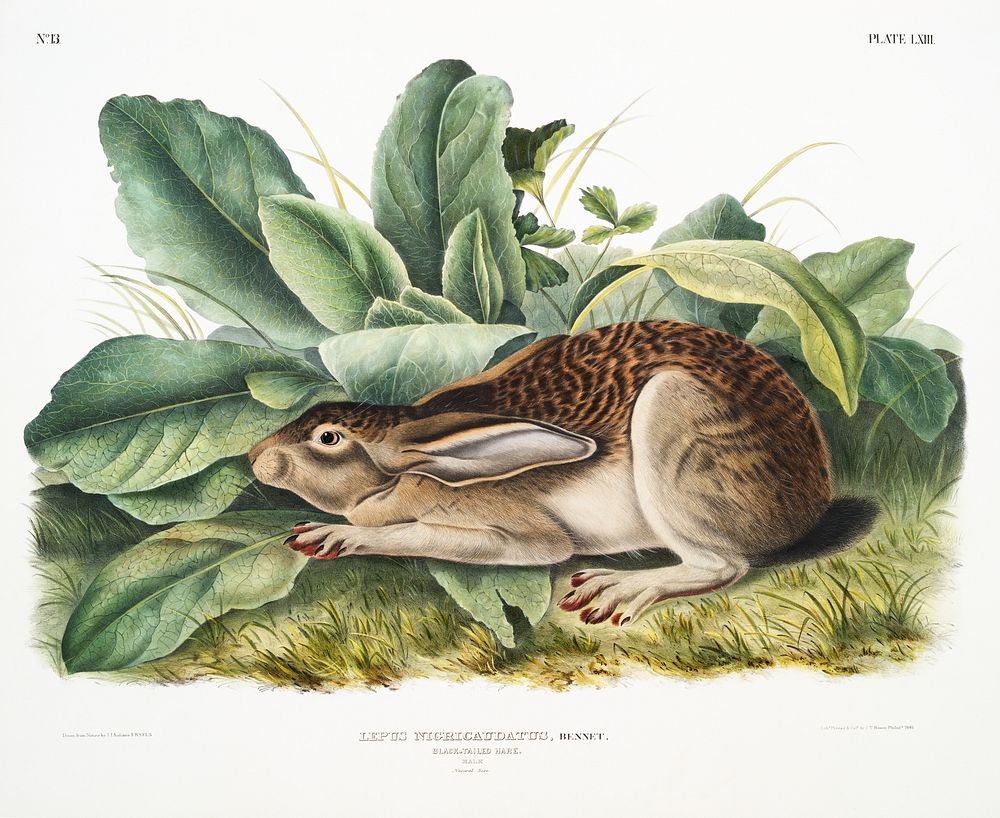 Black-tailed Hare (Lepus negricaudatus) from the viviparous quadrupeds of North America (1845) illustrated by John Woodhouse…