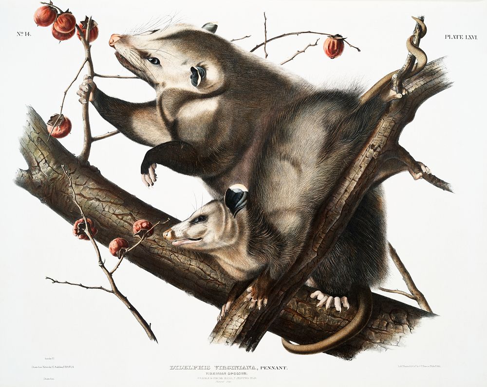 Virginian Opossum (Didelphis Virginiana) from the viviparous quadrupeds of North America (1845) illustrated by John…