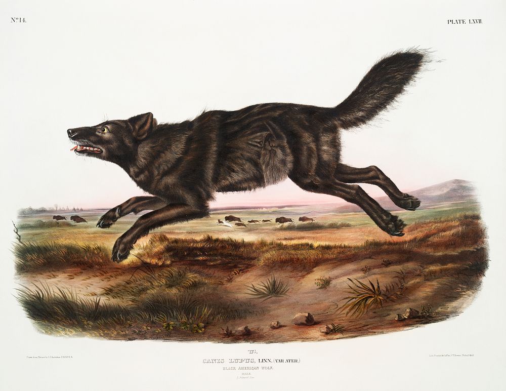 Black American Wolf (Canis lupus) from the viviparous quadrupeds of North America (1845) illustrated by John Woodhouse…