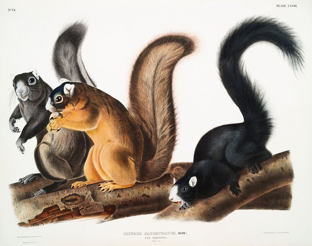 Fox Squirrel (Sciurus capistratus) from the viviparous quadrupeds of North America (1845) illustrated by John Woodhouse…