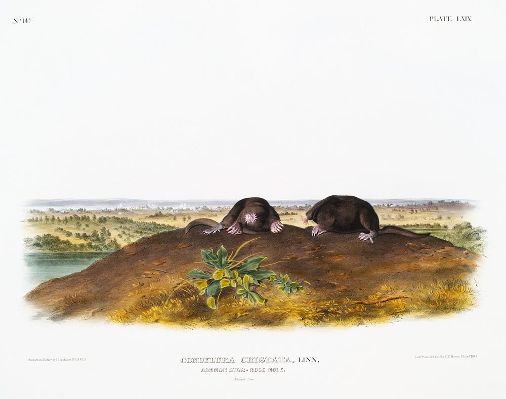 Star-nose Mole (Condylura cristata) from the viviparous quadrupeds of North America (1845) illustrated by John Woodhouse…
