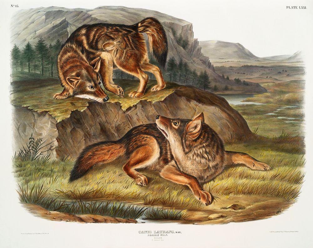 Prairie Wolf (Canis latrans) from the viviparous quadrupeds of North America (1845) illustrated by John Woodhouse Audubon…