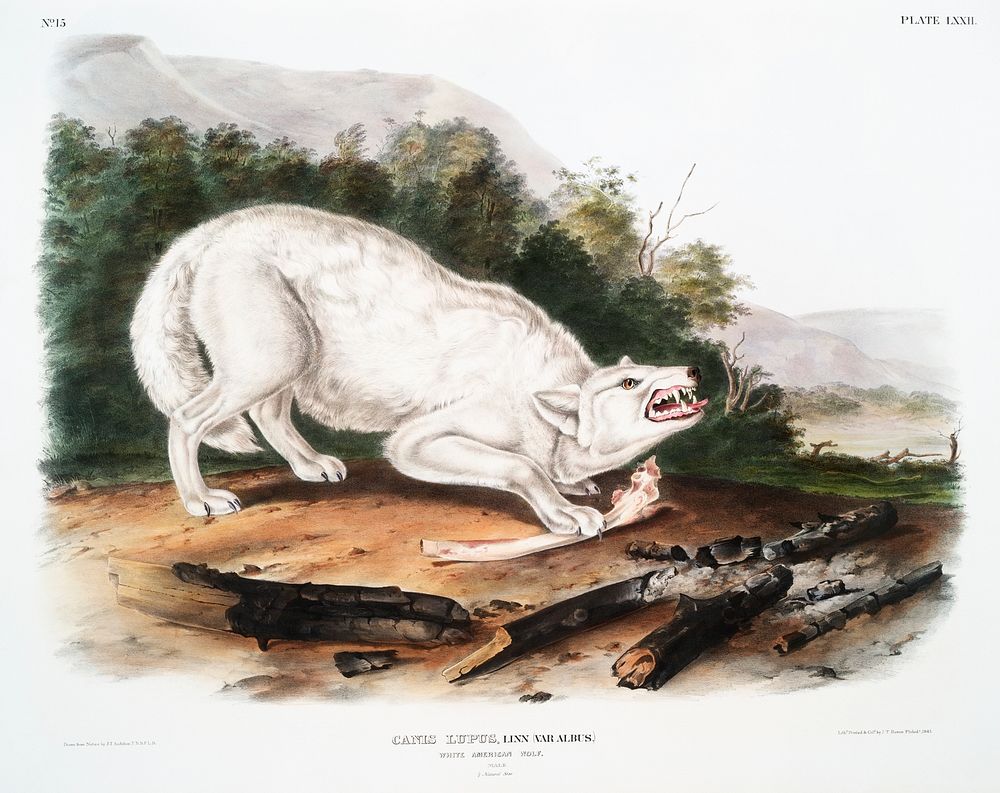 White American Wolf (Canis lupus) from the viviparous quadrupeds of North America (1845) illustrated by John Woodhouse…