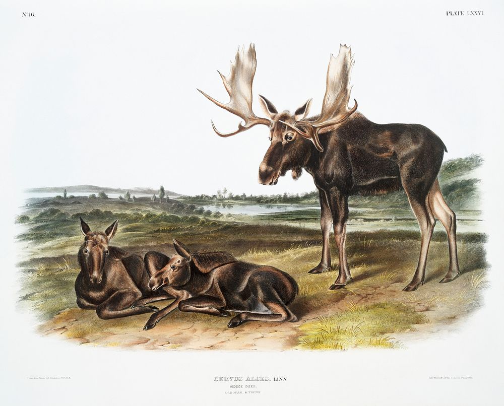 Moose Deer (Servus alces) from the viviparous quadrupeds of North America (1845) illustrated by John Woodhouse Audubon (1812…