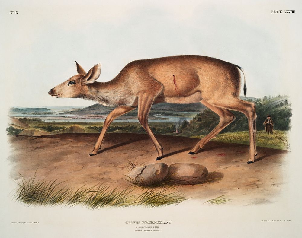 Black-tailed Deer (Cervus macrotis) from the viviparous quadrupeds of North America (1845) illustrated by John Woodhouse…