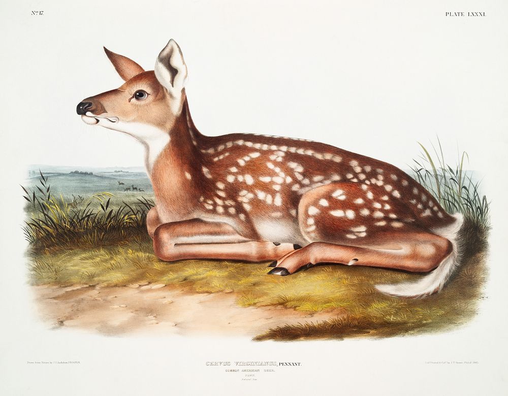 American Deer (Cervus Virginianus) from the viviparous quadrupeds of North America (1845) illustrated by John Woodhouse…