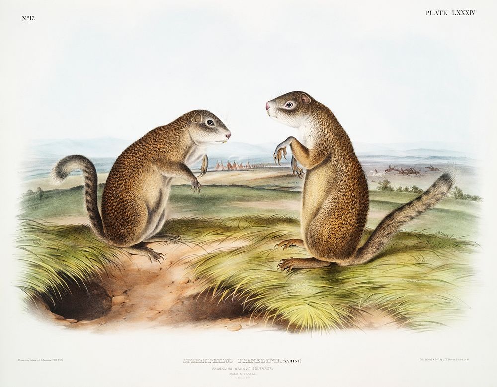 Franklin's Marmot Squirrel (Spermophilus Franklinii) from the viviparous quadrupeds of North America (1845) illustrated by…