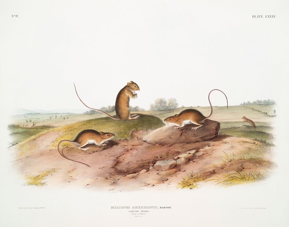 Jumping Mouse (Meriones Americanus) from the viviparous quadrupeds of North America (1845) illustrated by John Woodhouse…