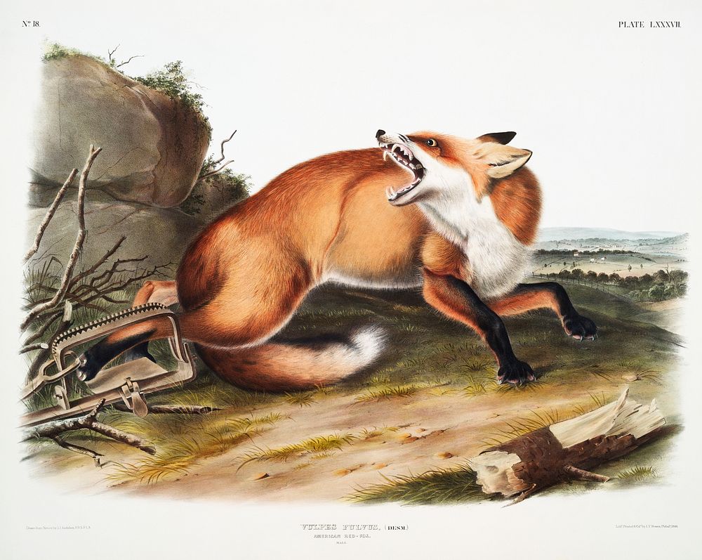 American Red-Fox (Vulpes Fulvus) from the viviparous quadrupeds of North America (1845) illustrated by John Woodhouse…