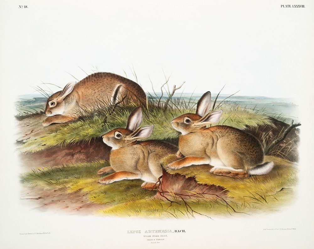 Warm Wood Hare (Lepus artemesia) from the viviparous quadrupeds of North America (1845) illustrated by John Woodhouse…