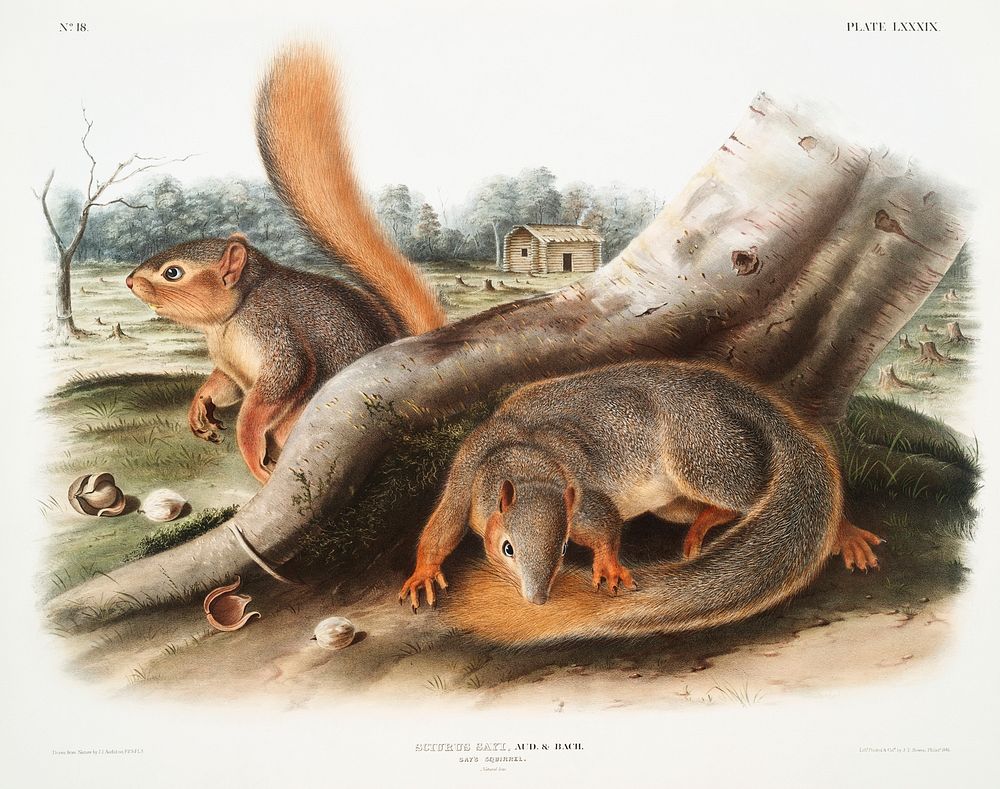 Say's Squirrel (Sciurus Sayi) from the viviparous quadrupeds of North America (1845) illustrated by John Woodhouse Audubon…