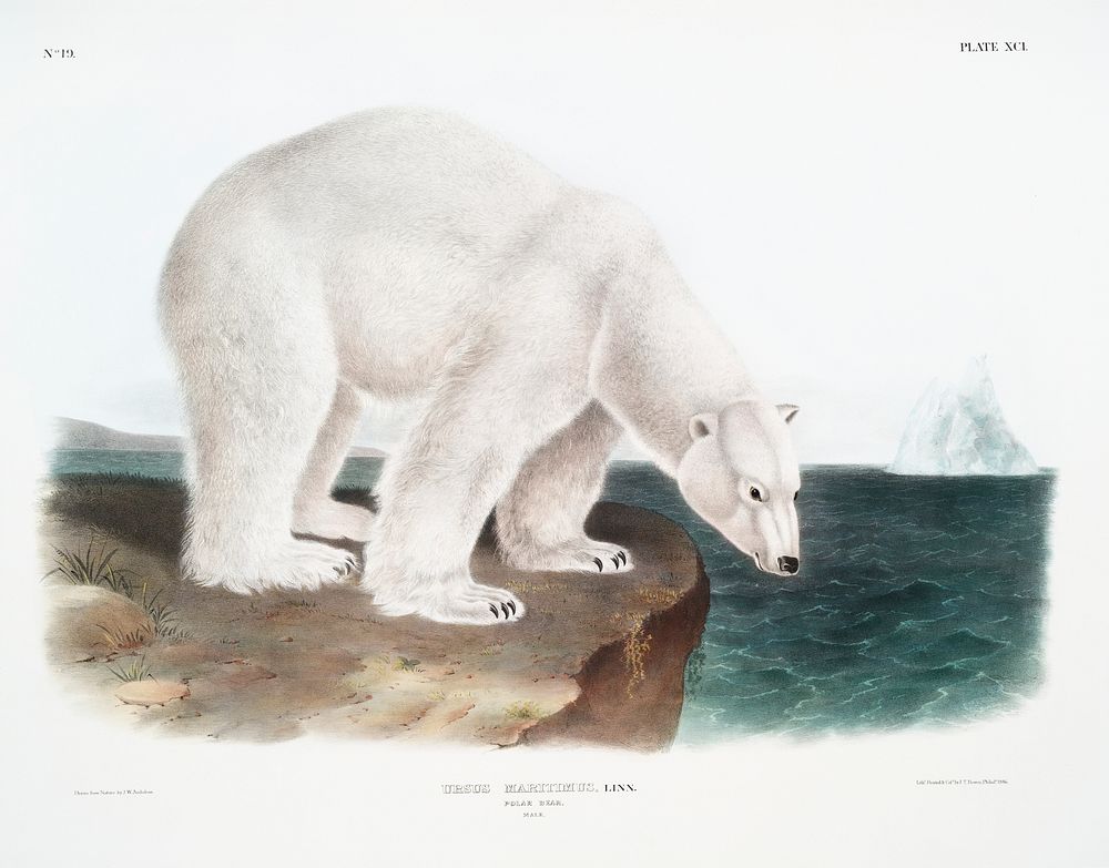 Polar Bear (Ursus maritimus) from the viviparous quadrupeds of North America (1845) illustrated by John Woodhouse Audubon…