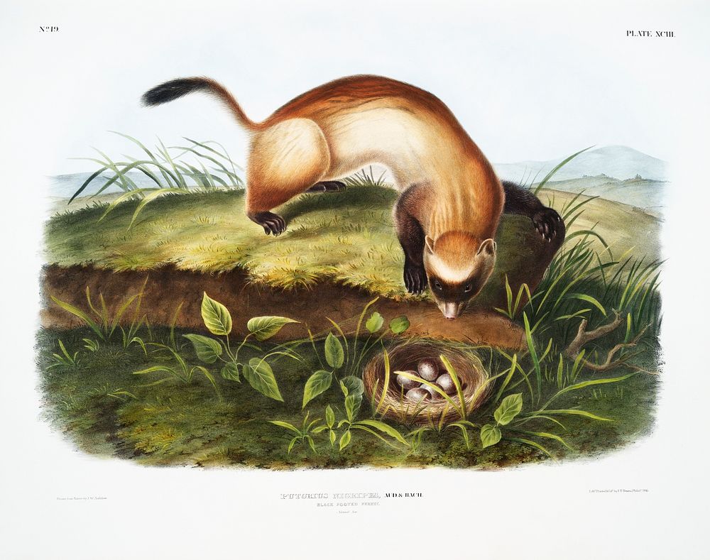 Black-footed Ferret (Putorius nigripes) from the viviparous quadrupeds of North America (1845) illustrated by John Woodhouse…