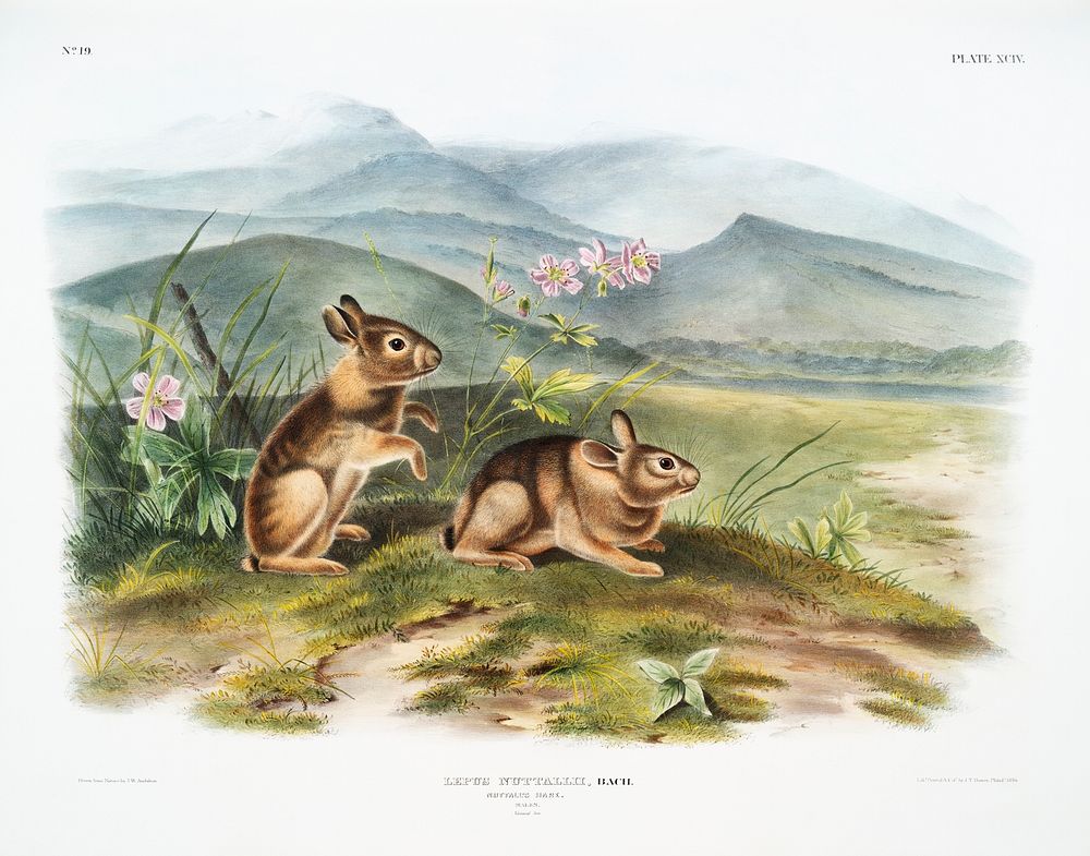 Nuttall's Hare (Lepus nuttallii) from the viviparous quadrupeds of North America (1845) illustrated by John Woodhouse…