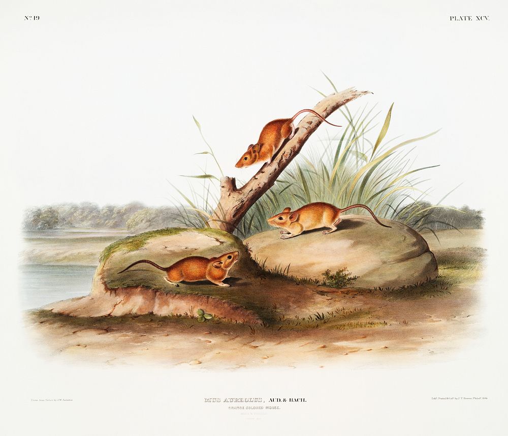 Orange colored Mouse (Mus aureolus) from the viviparous quadrupeds of North America (1845) illustrated by John Woodhouse…
