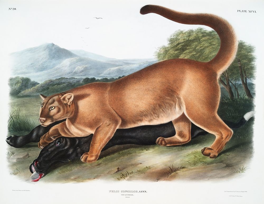 Cougar (Felis concolor) from the viviparous quadrupeds of North America (1845) illustrated by John Woodhouse Audubon (1812…