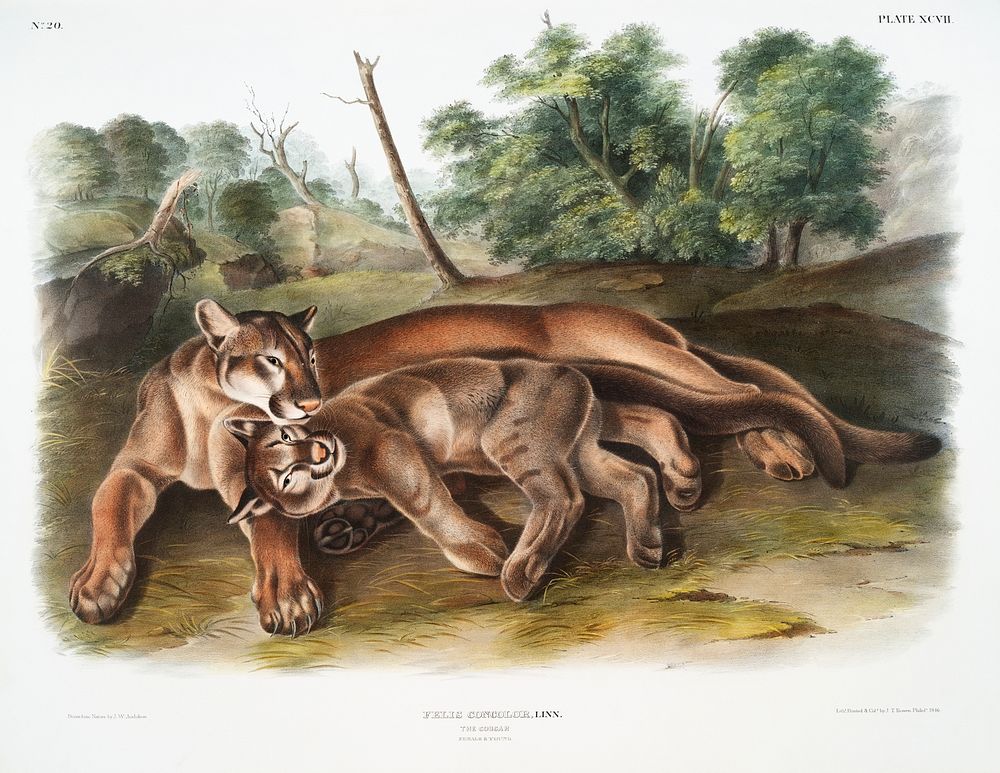 Cougar (Felis concolor) from the viviparous quadrupeds of North America (1845) illustrated by John Woodhouse Audubon (1812…