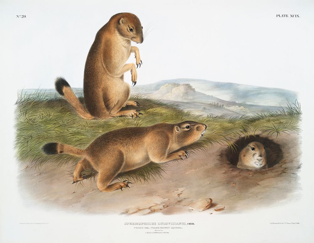 Prairie Dog or Prairie marmot squirrel (Spermophilus ludovicianus) from the viviparous quadrupeds of North America (1845)…