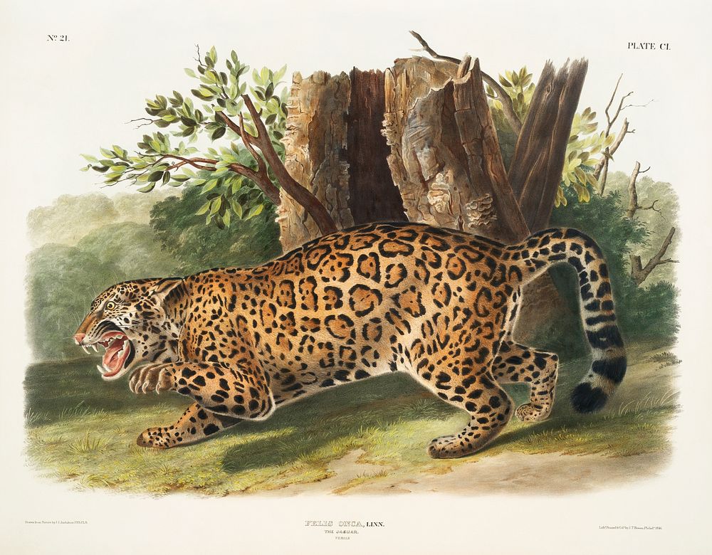 Jaguar (Felis onca) from the viviparous quadrupeds of North America (1845) illustrated by John Woodhouse Audubon (1812…