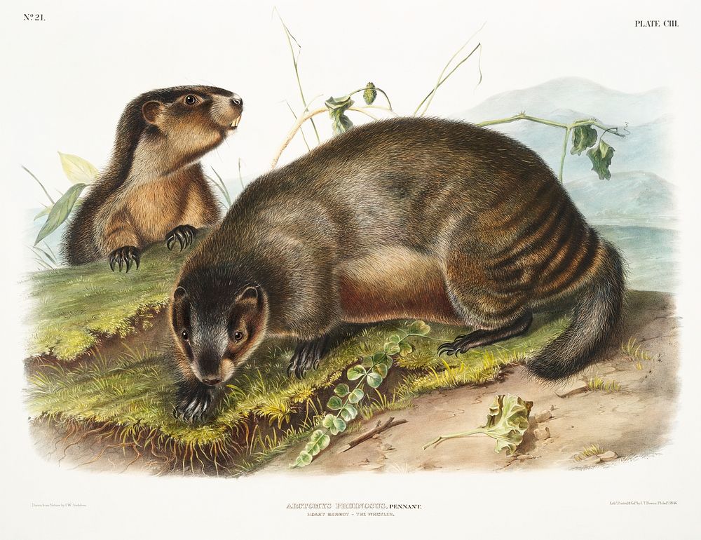 Hoary Marmot (Arctomys pruinosus) from the viviparous quadrupeds of North America (1845) illustrated by John Woodhouse…