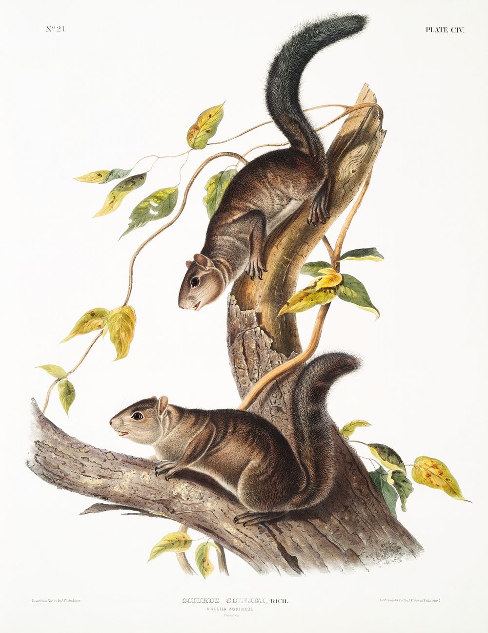 Collies Squirrel (Sciurus colliaei) from the viviparous quadrupeds of North America (1845) illustrated by John Woodhouse…