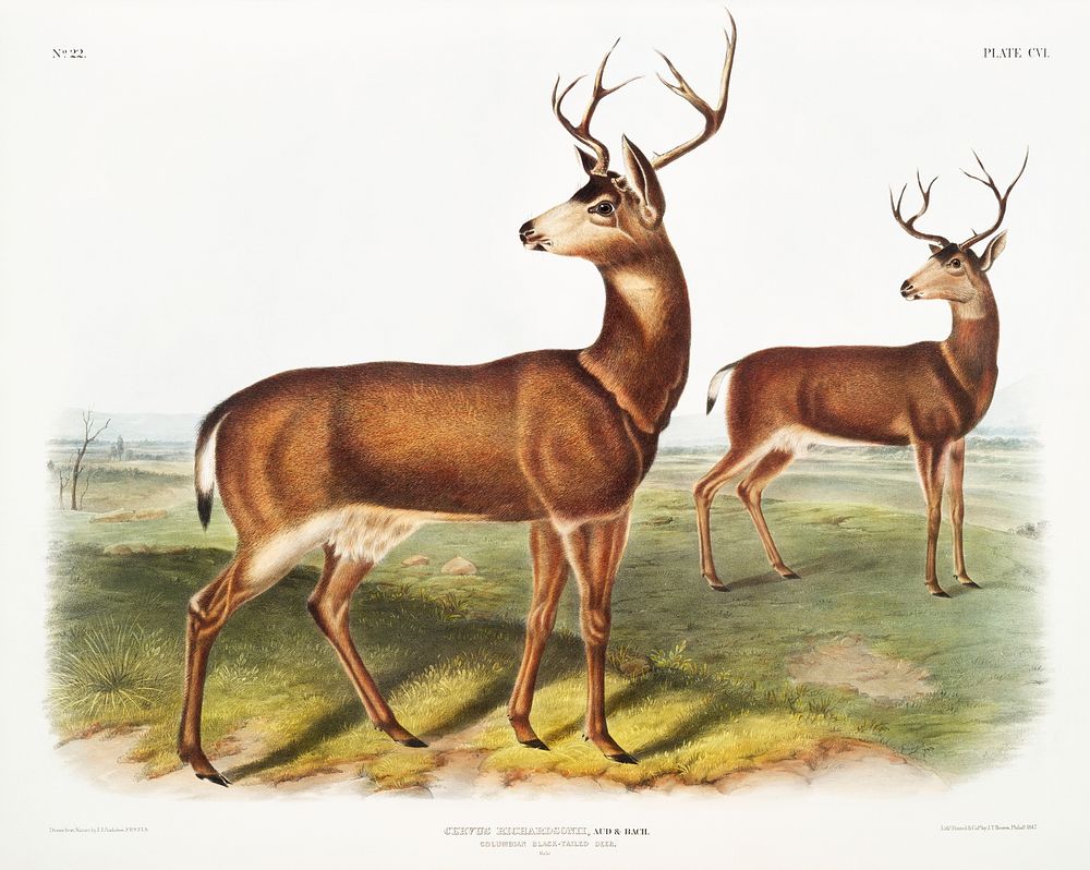 Columbian Black-tailed Deer (Cervus Richardsonii) from the viviparous quadrupeds of North America (1845) illustrated by John…
