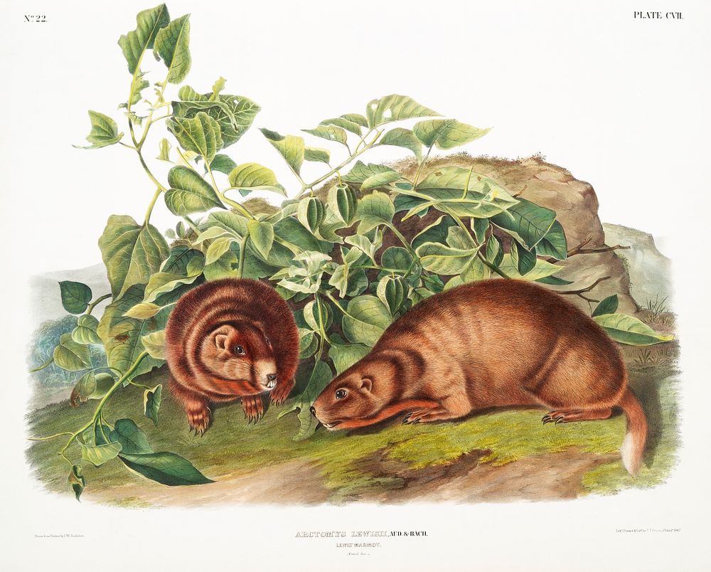 Lewi's Marmot (Arctomys Lewisii) from the viviparous quadrupeds of North America (1845) illustrated by John Woodhouse…