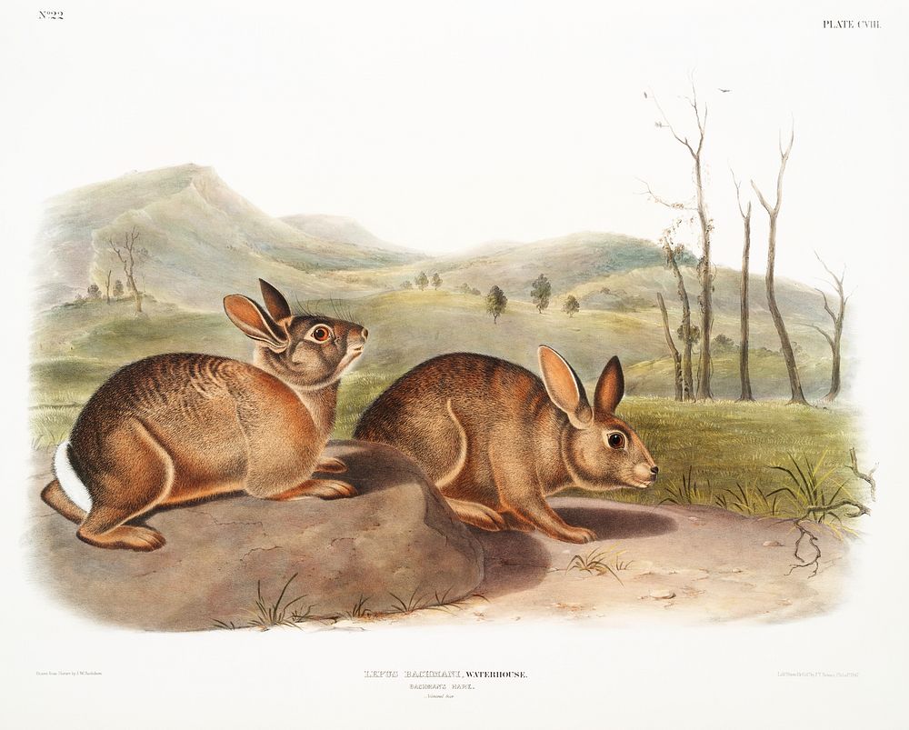 Bachman's Hare (Lepus Bachmani) from the viviparous quadrupeds of North America (1845) illustrated by John Woodhouse Audubon…