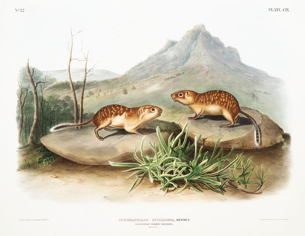 California Marmot Squirrel (Spermophilus spilosoma) from the viviparous quadrupeds of North America (1845) illustrated by…