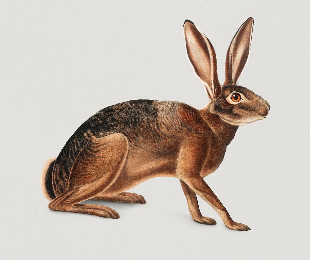 Vintage Illustration of Californian Hare.