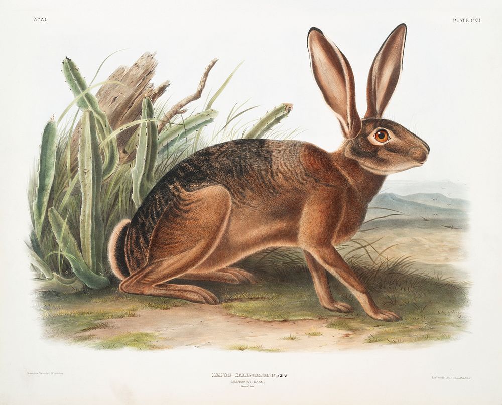 Californian Hare (Lepus californicus) from the viviparous quadrupeds of North America (1845) illustrated by John Woodhouse…