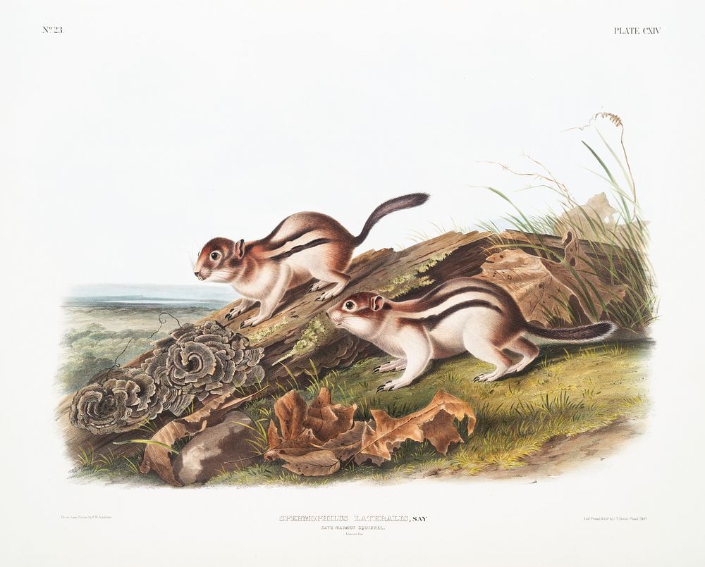 Say's Marmot Squirrel (Spermophilus lateralis) from the viviparous quadrupeds of North America (1845) illustrated by John…