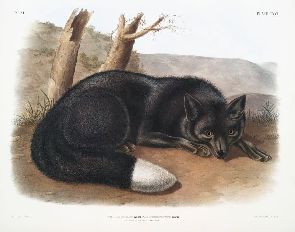 American Black or Silver Fox (Vulpes fulvus) from the viviparous quadrupeds of North America (1845) illustrated by John…
