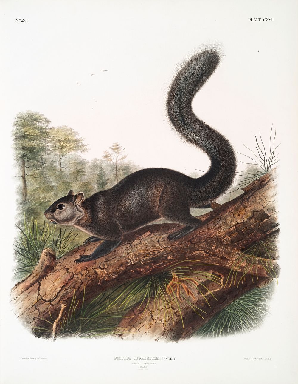 Dusky Sqiurrel (Sciurus nigrenscens) from the viviparous quadrupeds of North America (1845) illustrated by John Woodhouse…