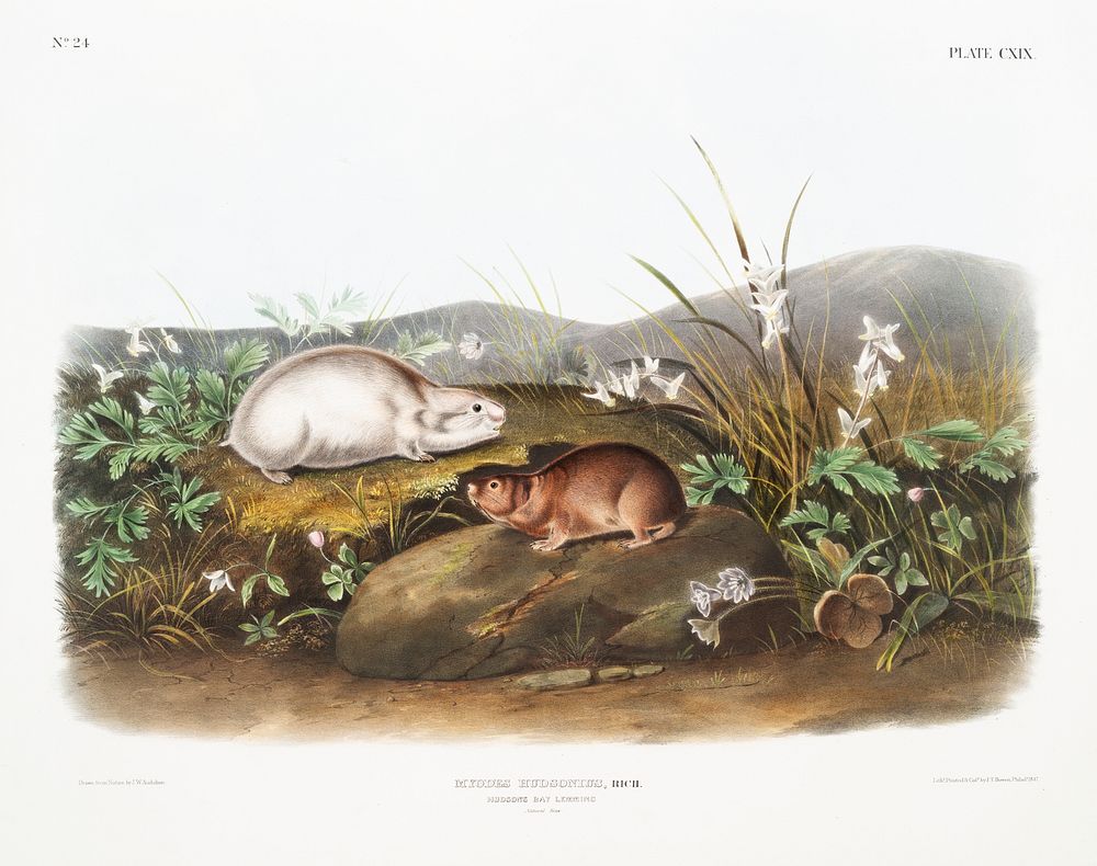 Hudson Bay Lemming (Myodes Hudsonius) from the viviparous quadrupeds of North America (1845) illustrated by John Woodhouse…