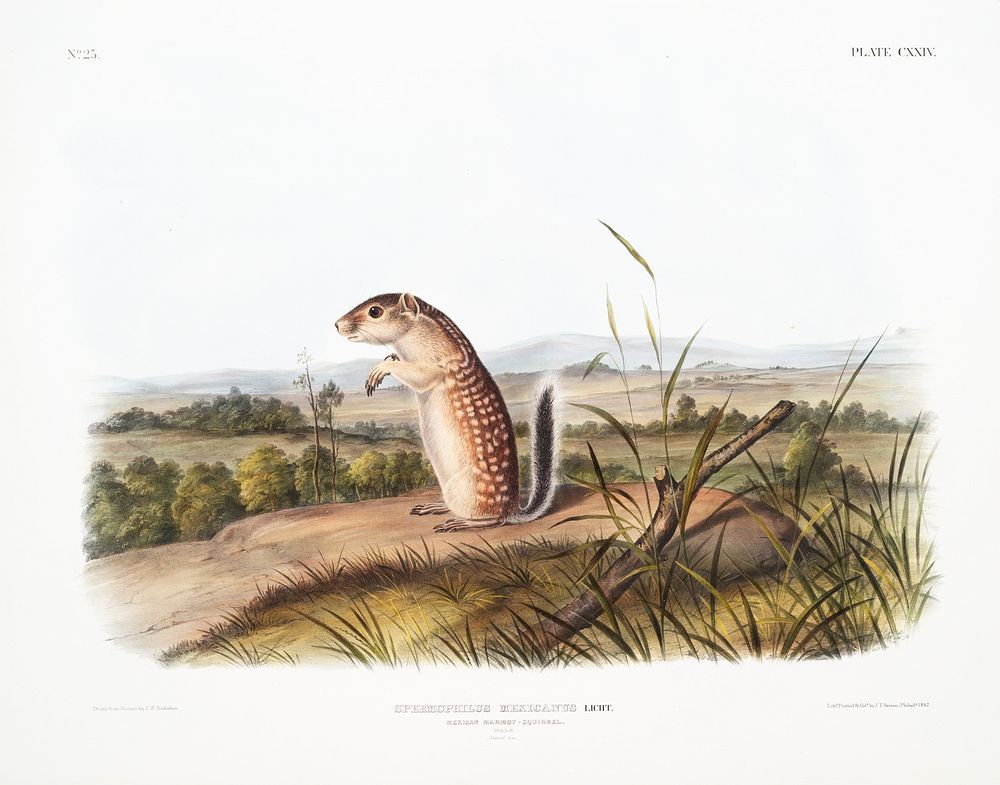 Mexican Marmot Squirrel (Spermophilus Mexicanus) from the viviparous quadrupeds of North America (1845) illustrated by John…