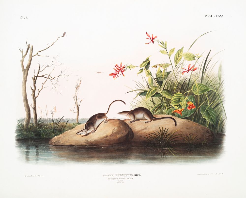 American Marsh Shrew (Sorex palustris) from the viviparous quadrupeds of North America (1845) illustrated by John Woodhouse…