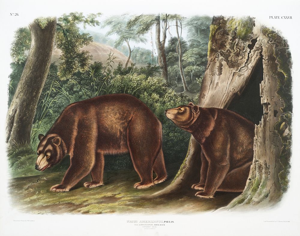 Cinnamon Bear (Ursus Americanus var. Cinnamonum) from the viviparous quadrupeds of North America (1845) illustrated by John…